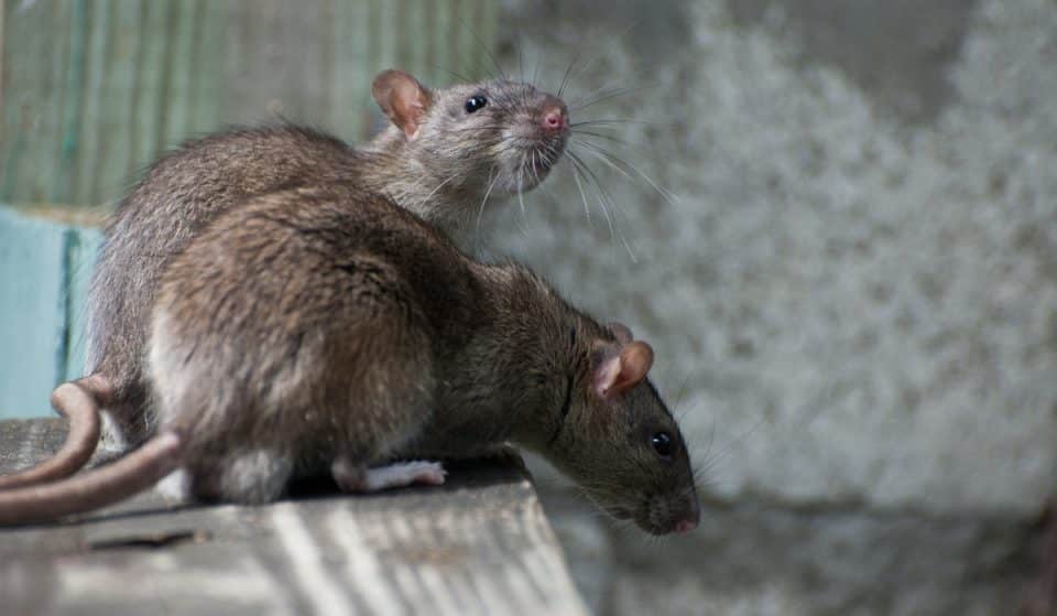 Is Chicago Still The Rat Capital Of The U.S When There’s Been A Significant Drop In Stats
