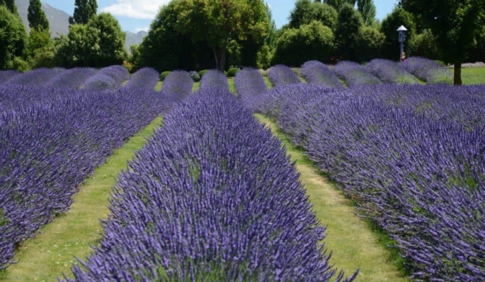Wade Through A Field Of Lavender This Summer Right Outside of Chicago