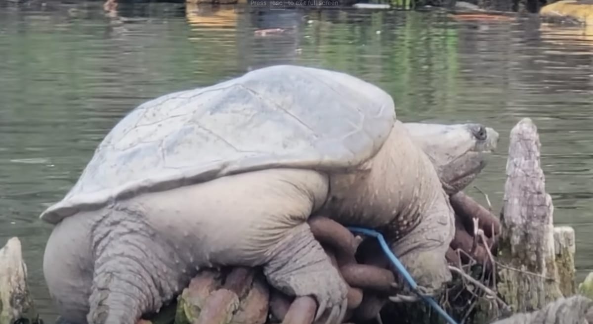 Chonkosaurus the Turtle Spotted Along the Chicago River