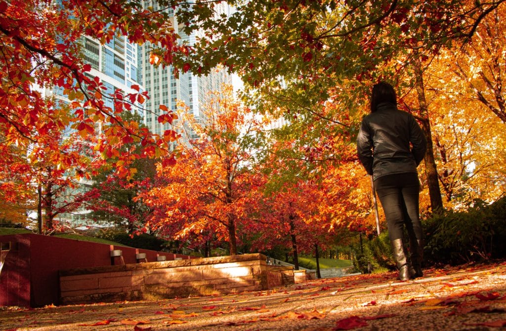 Image showing somebody walking through fall trees in a park in downtown Chicago on an autumn day