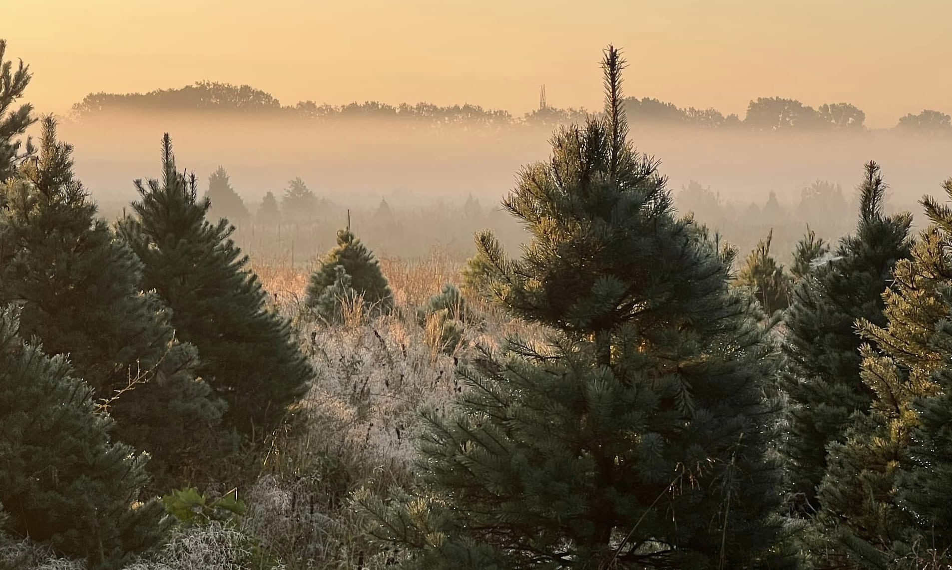 Here Are The Best Christmas Tree Farms Near Chicago (2023)
