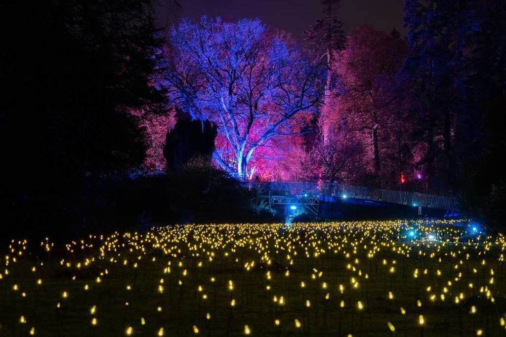 illuminated lights in garden at night