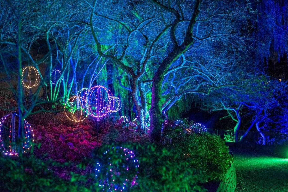 illuminated lights in trees at night