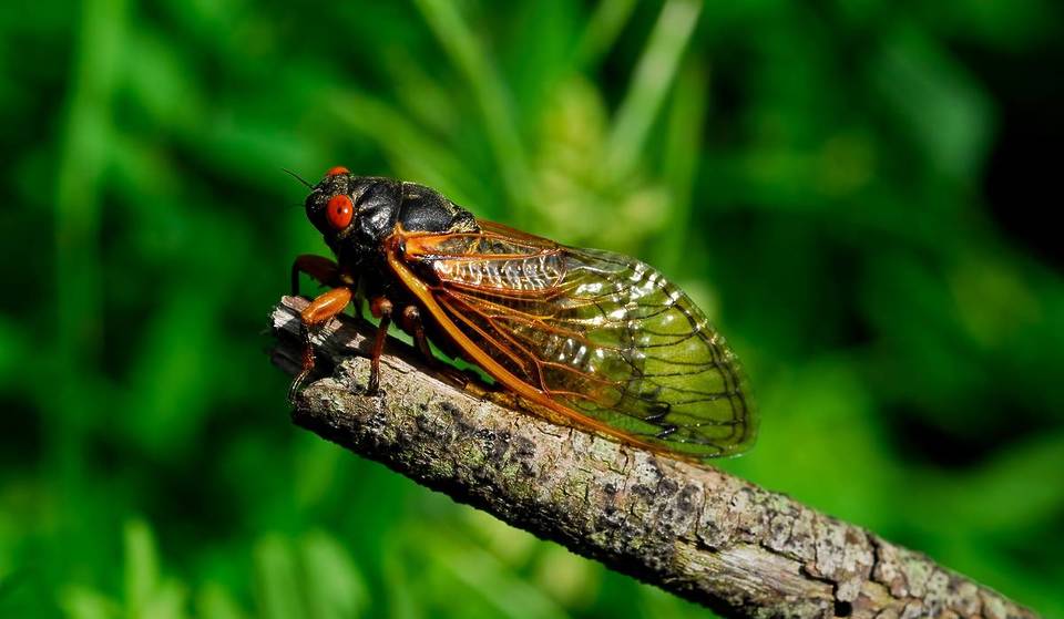Cicada Emergence Is Imminent As Soil Temperature Reaches 64 Degrees In Chicago