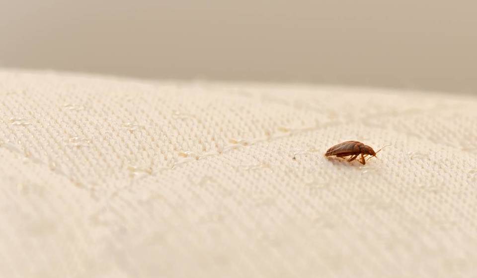 A Study Has Named Chicago The Worst City For Bed Bugs In The Entire Country
