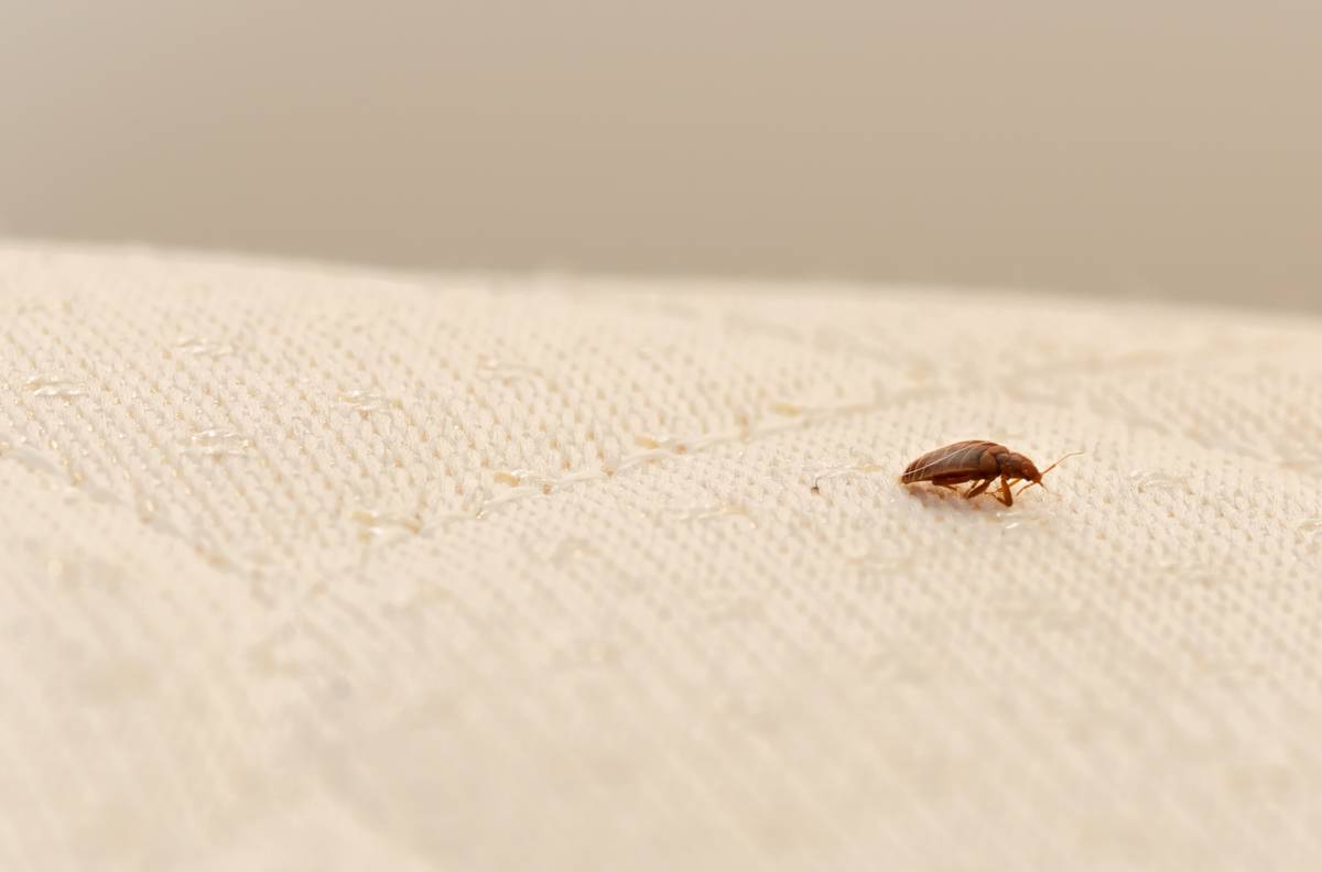 A Study Has Named Chicago The US's Worst City For Bed Bugs