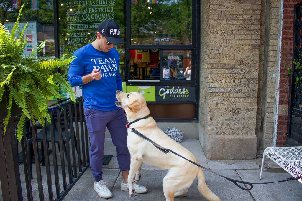 Alguien con una golosina junto a un labrador amarillo en un evento de PAWS Chicago que se celebra esta semana en Chicago