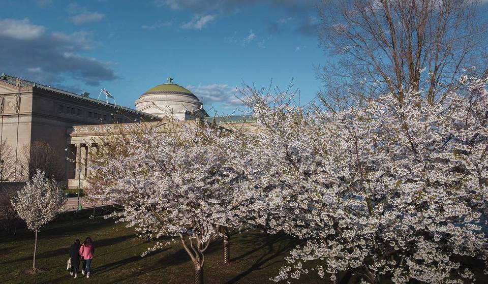 Over 220 Cherry Trees Are Now In Bloom At This Historic Chicago Park Ahead Of A Massive Free Festival