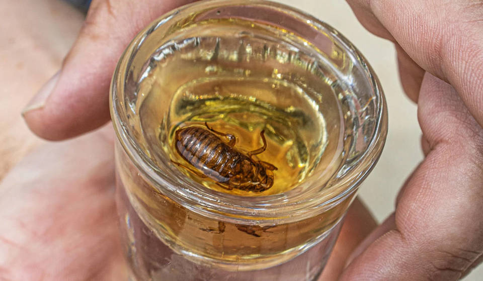 A Chicagoland Bar Has Begun Selling Cicada-Infused Malört Shots