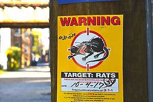 Chicago rat birth control pilot program sees 88% reduction in rat activity over 12-month period