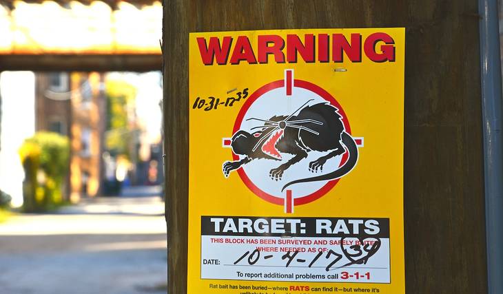 Chicago rat birth control pilot program sees 88% reduction in rat activity over 12-month period