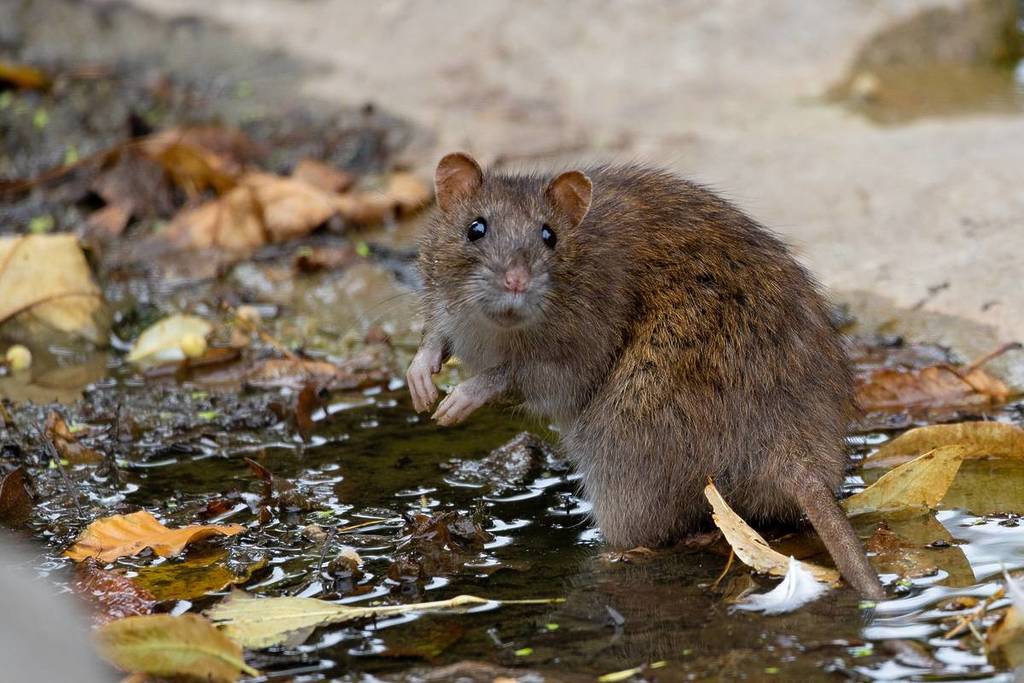 Rat
