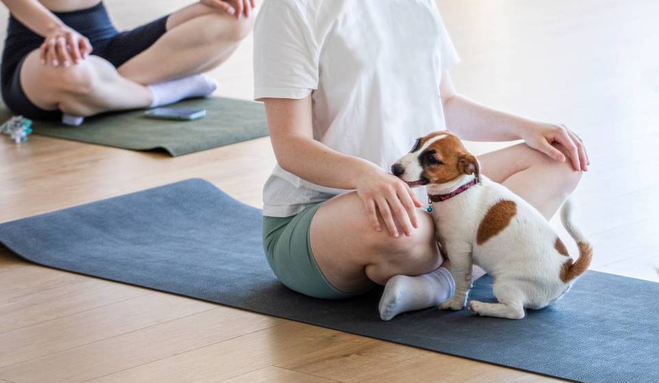 Dónde probar el yoga para cachorros en Chicago