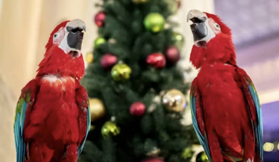 Deck The Halls at Shedd Aquarium’s First-Ever Holiday House Party