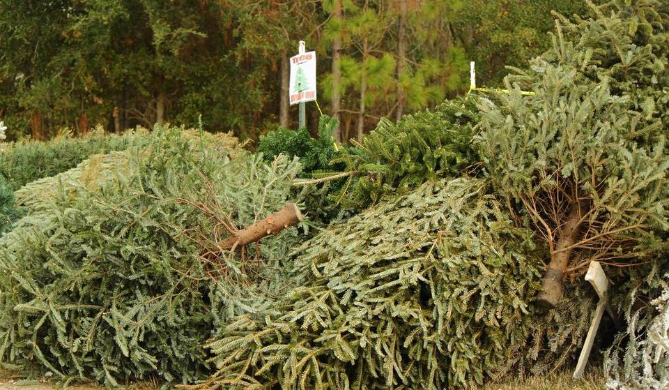 Here’s Where You Can Recycle Your Christmas Tree in Chicago