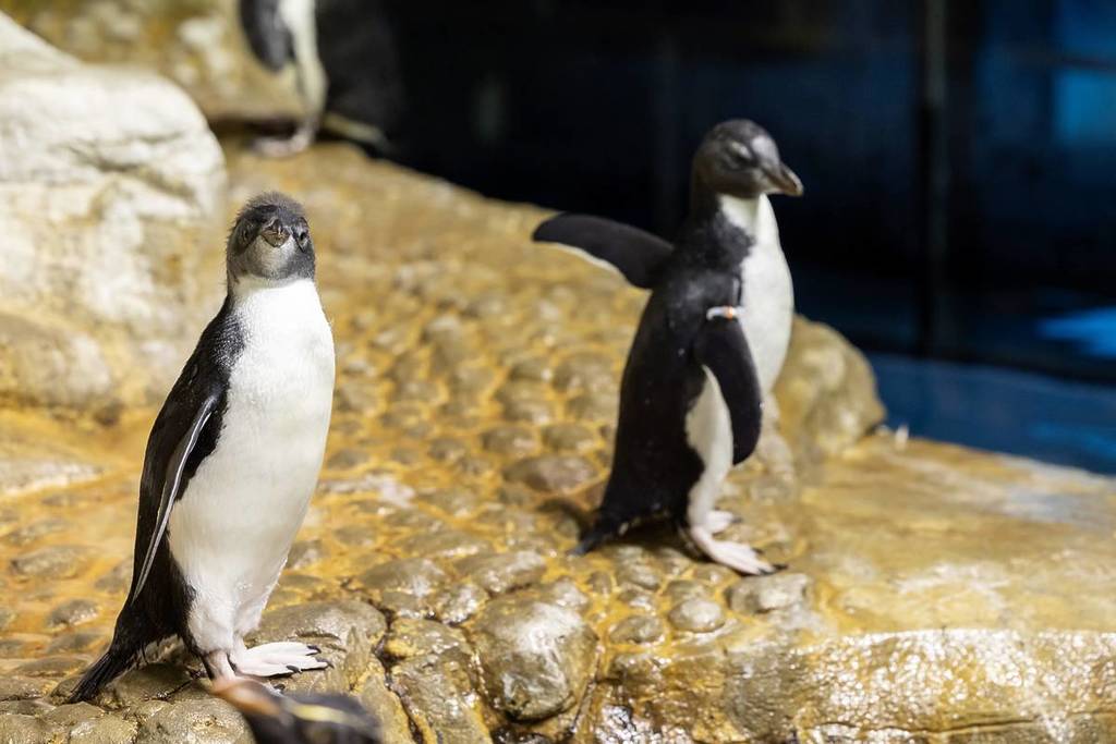 Pico y Douglas en el Acuario Shedd