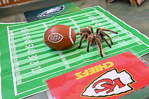 Brookfield Zoo Animals Predict the Super Bowl Winner—And We're Shocked!