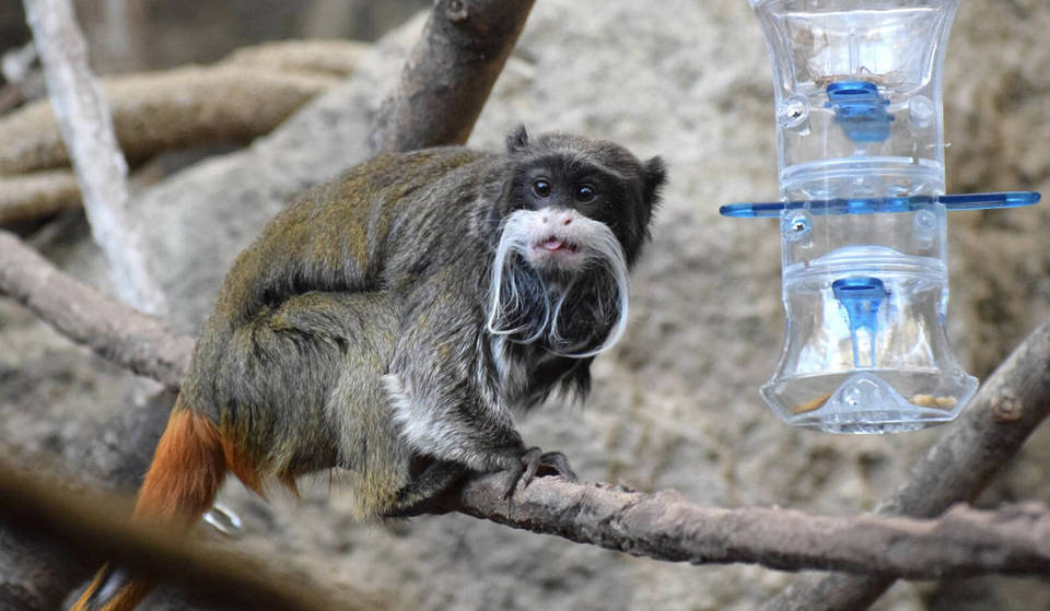 Monkey Mania: Say Hello to the Lincoln Park Zoo’s Latest Primate Arrivals