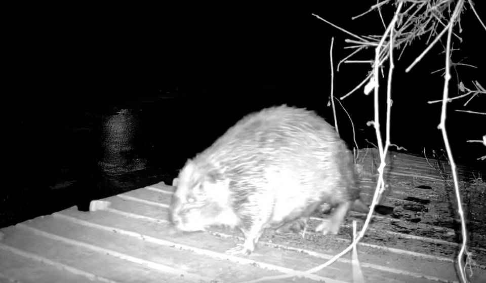 Meet the Most Viral Beaver on the South Side—And Help Give Her a Name