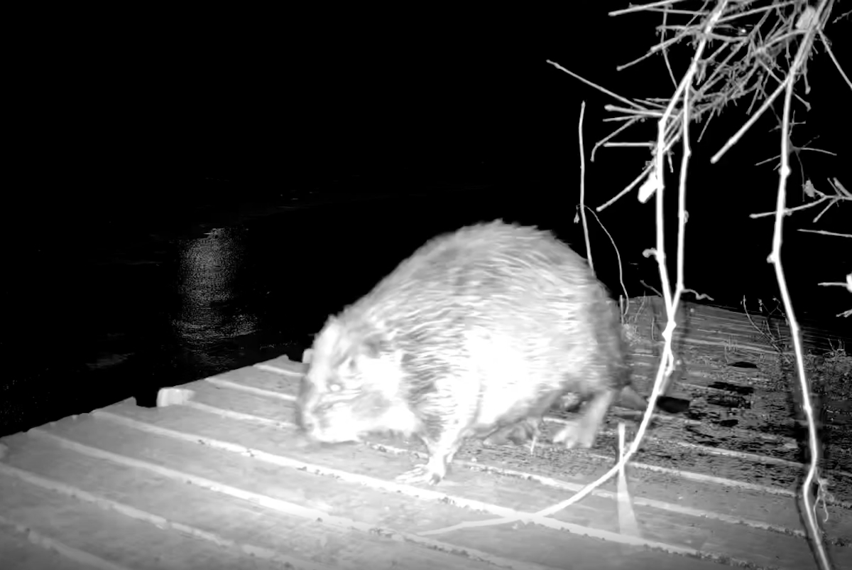 Meet the Viral South Side Beaver—And Help Name Her
