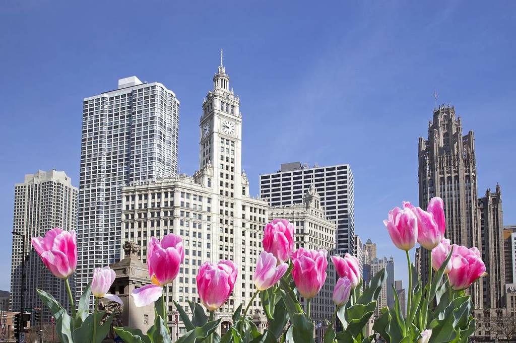 Chicago downtown with pink flowers in front