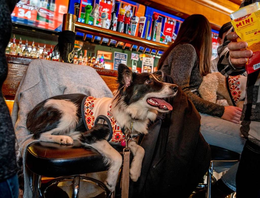 Concurso Derby Doggy en Cody's