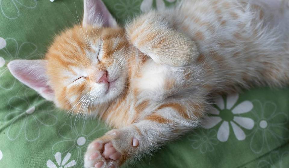 Find Your New Best Friend at PAWS Chicago’s Spring Adopt-a-Thon This Weekend