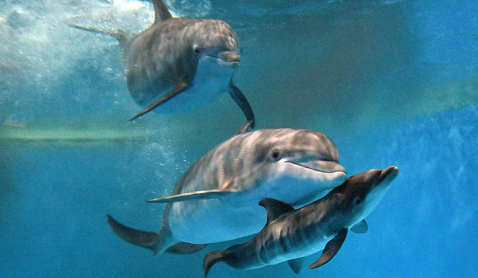 Meet the Brookfield Zoo’s Newest Resident—An Adorable Bottlenose Dolphin Calf