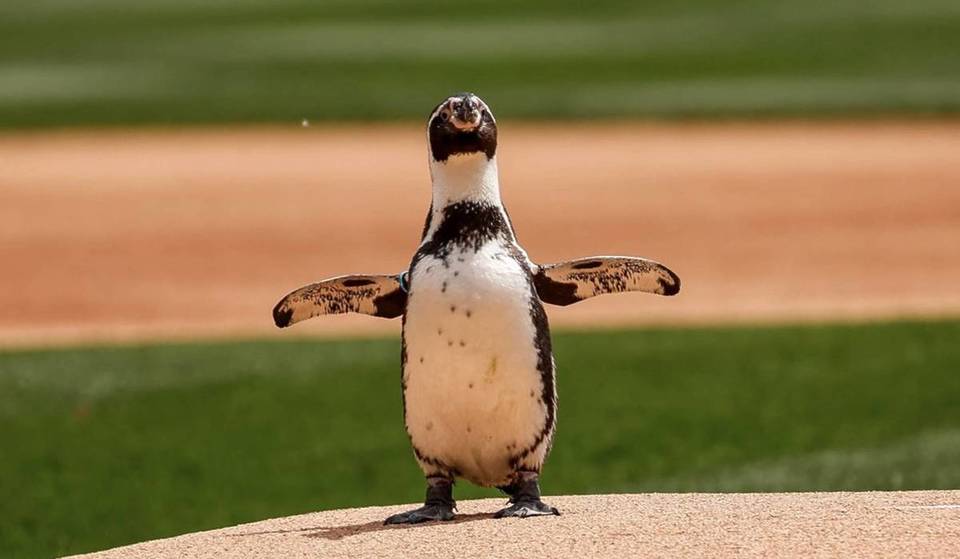 Pepe el pingüino hizo el primer lanzamiento en un partido de los White Sox.