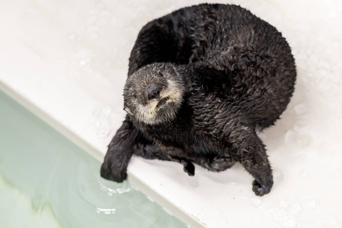 Otter 937