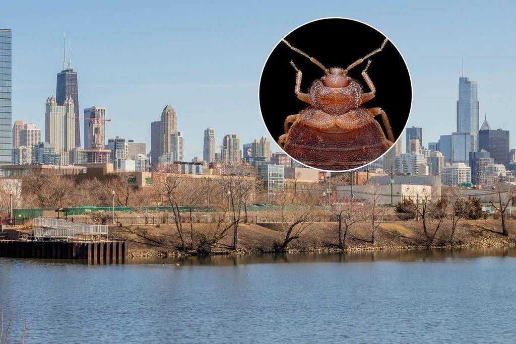Chicago overlayed with picture of bed bug