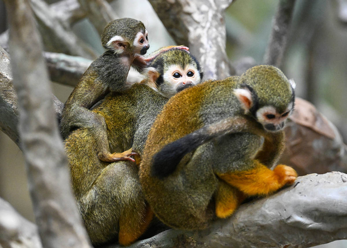 Baby squirrel monkey and mother Gizmo