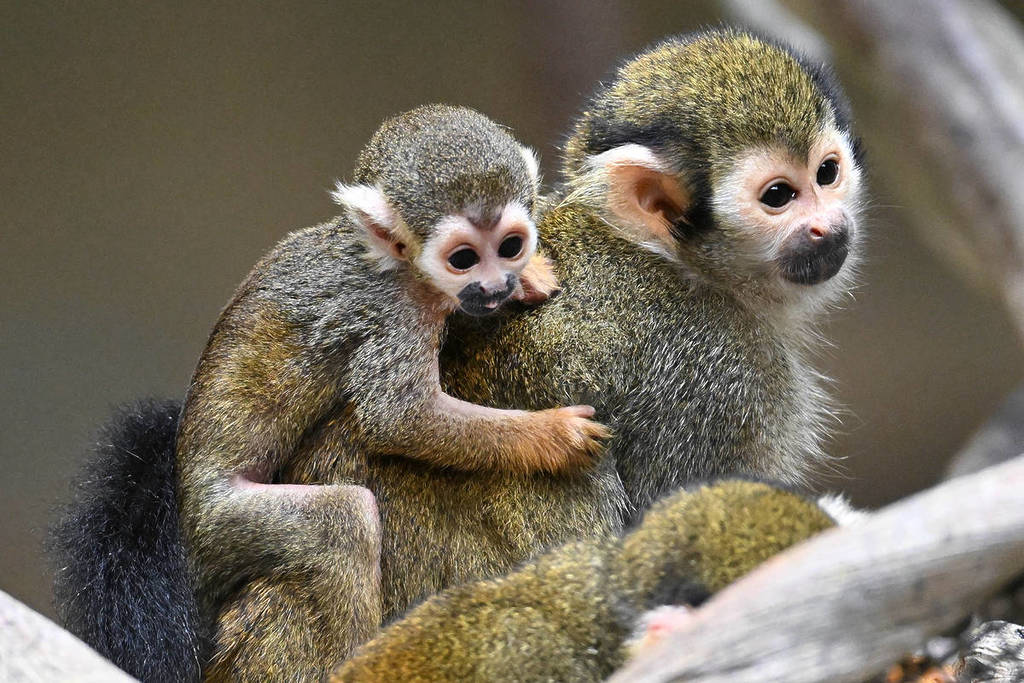 Gizmo and baby monkey