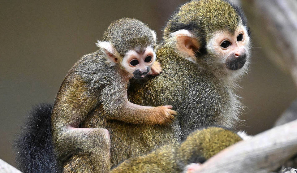 Brookfield Zoo Welcomes Baby Squirrel Monkey Days Before Opening New Primate Habitat