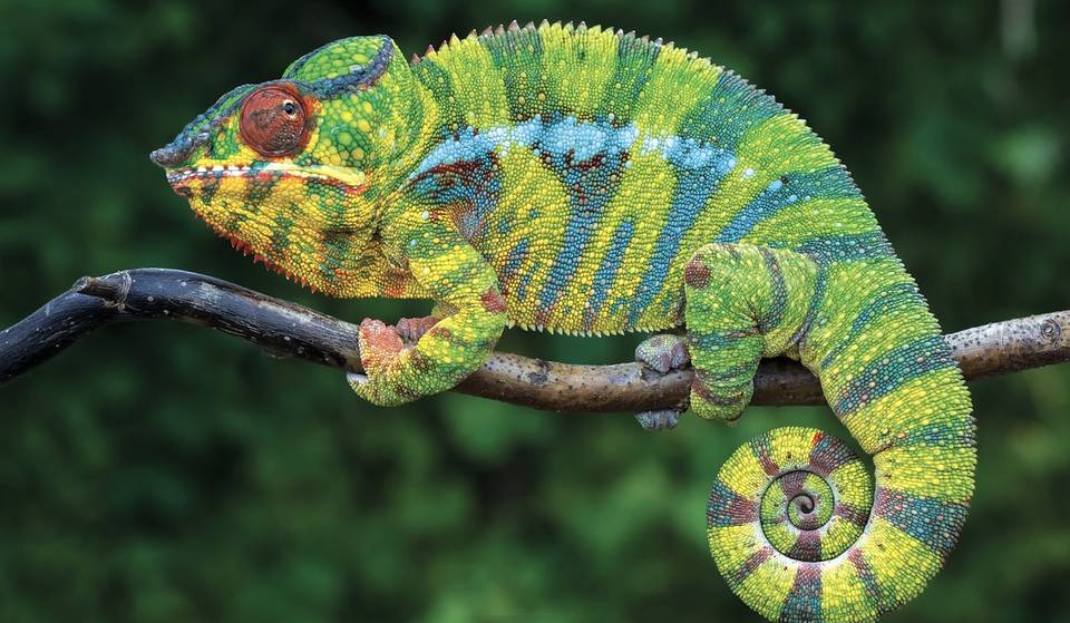 Uncover the Secret World of Reptiles at the Field Museum&#8217;s New &#8220;Reptiles Alive!&#8221; Exhibition