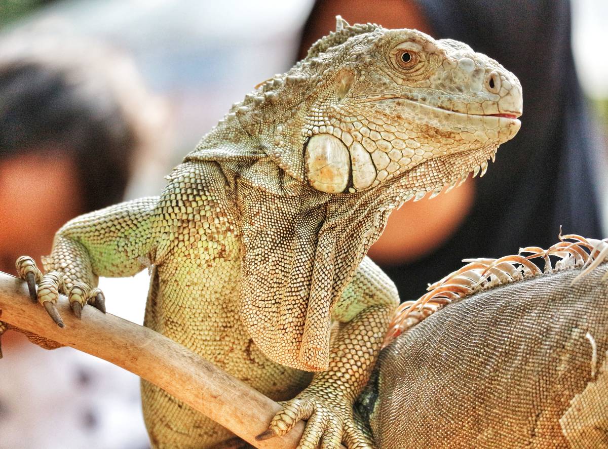 Iguana