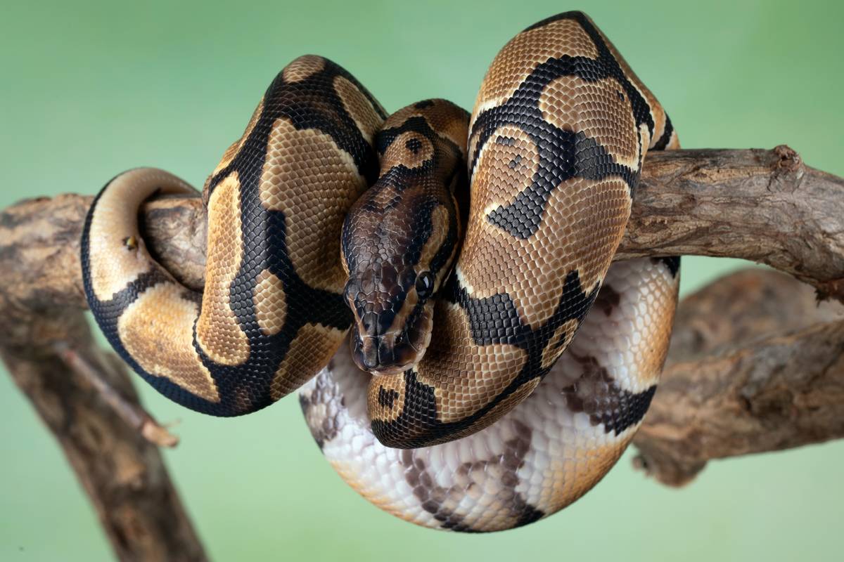 Python