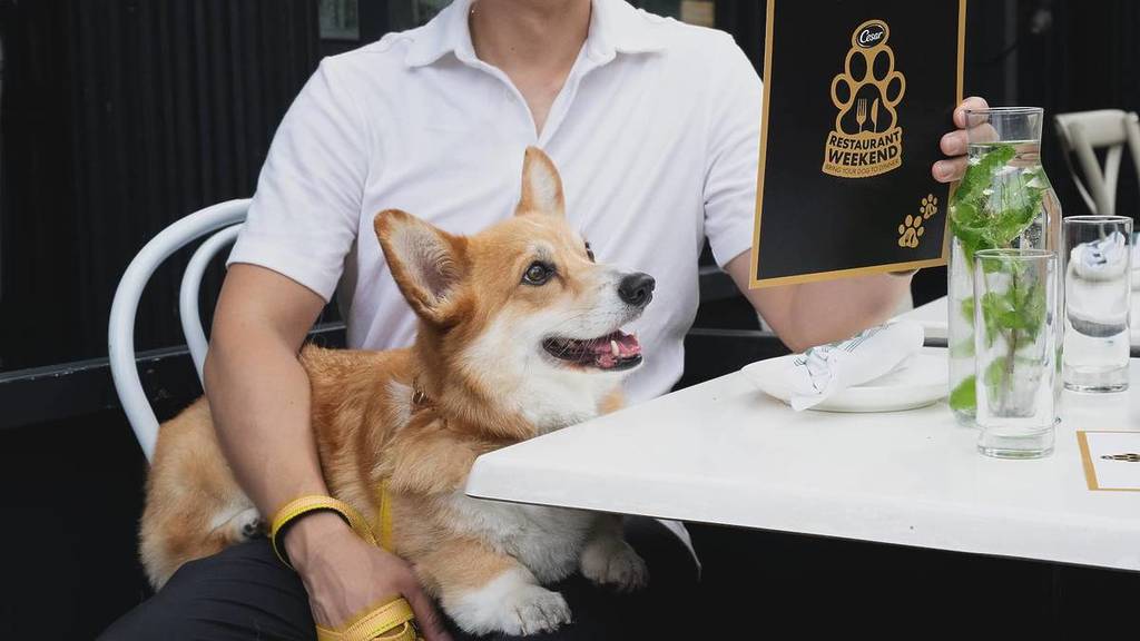 This Doggy Dining Experience Is Coming To Chicago For One Weekend Only