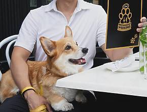 This Doggy Dining Experience Is Coming To Chicago For One Weekend Only