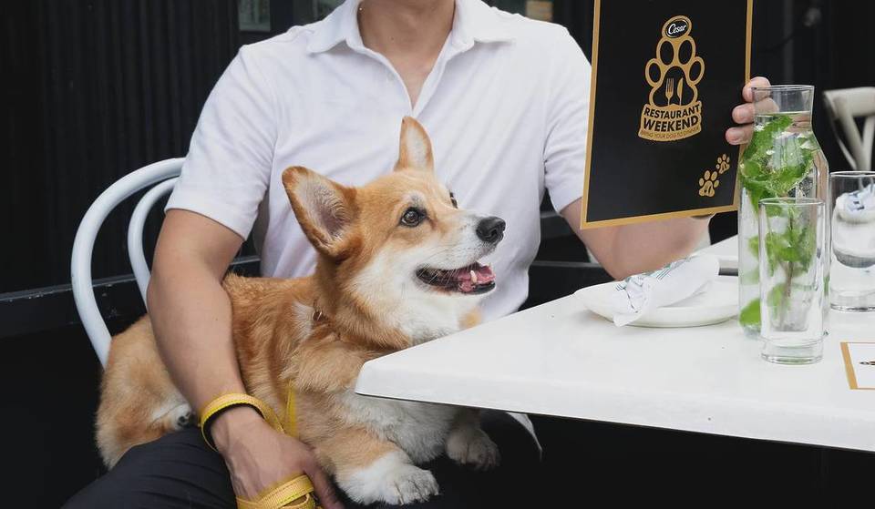 This Doggy Dining Experience Is Coming To Chicago For One Weekend Only