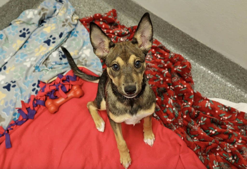 Cachorro rescatado en PAWS Chicago