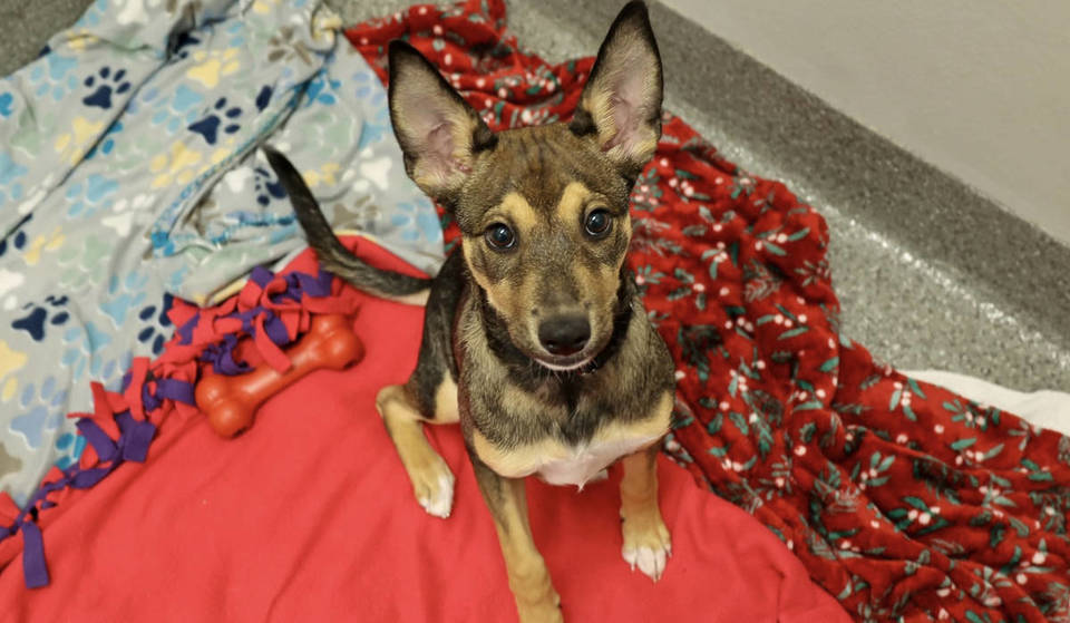 PAWS Chicago acaba de dar la bienvenida a casi 2 docenas de perros desplazados por las inundaciones de Texas-Aquí es cómo usted puede ayudar