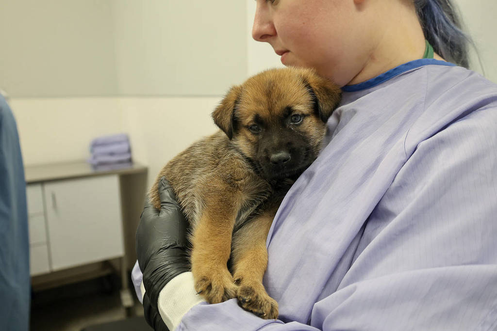 Rescue pup at PAWS Chicago