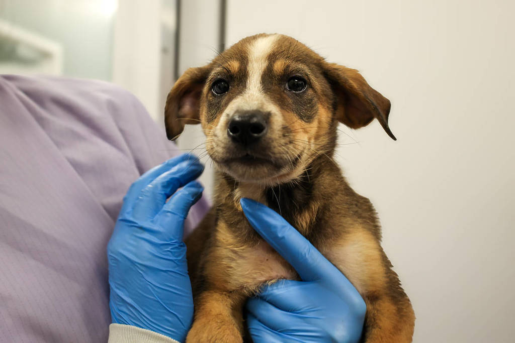 Cachorro rescatado en PAWS Chicago