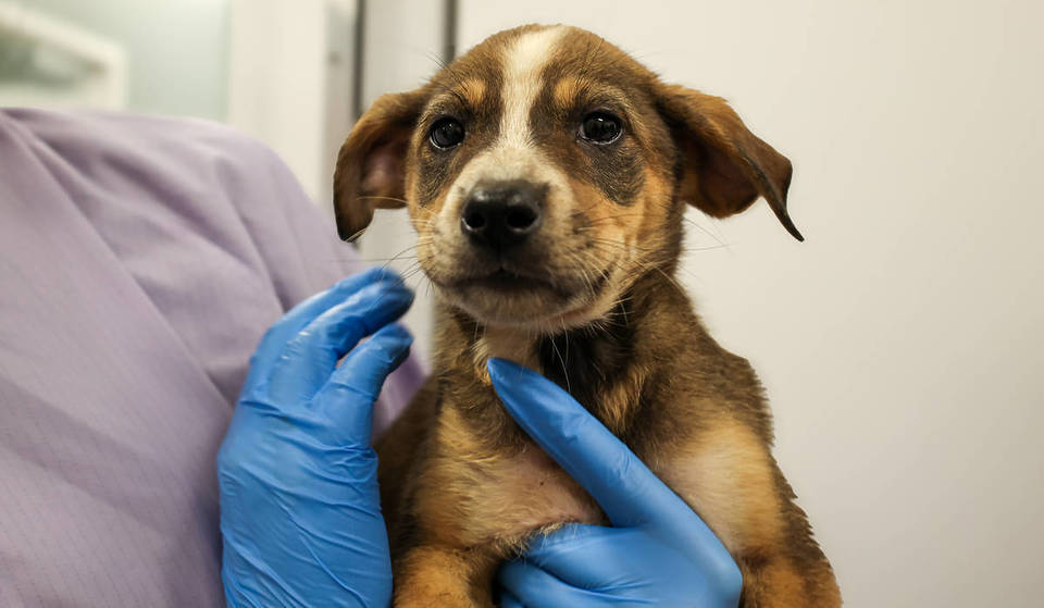A massive pet adoption event is coming to Chicago’s Gold Coast with 30+ participating storefronts—here’s what to know