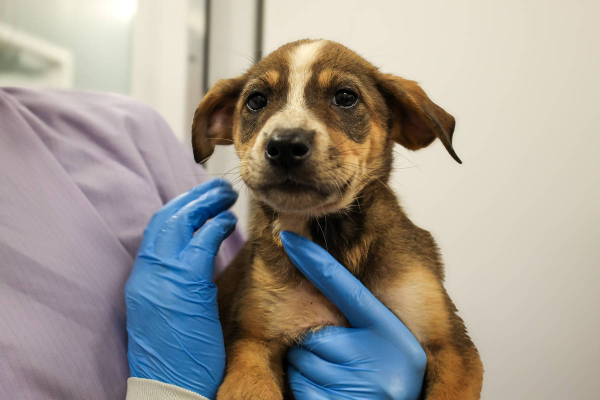 Rescue pup at PAWS Chicago