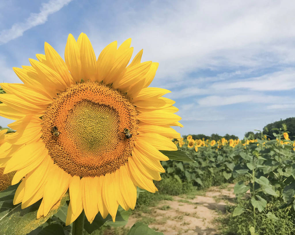 邦楽 Sunflower's Garden - Believe in tomorrow To Plant A Garden is to Believe in Tomorrow Printable Sign