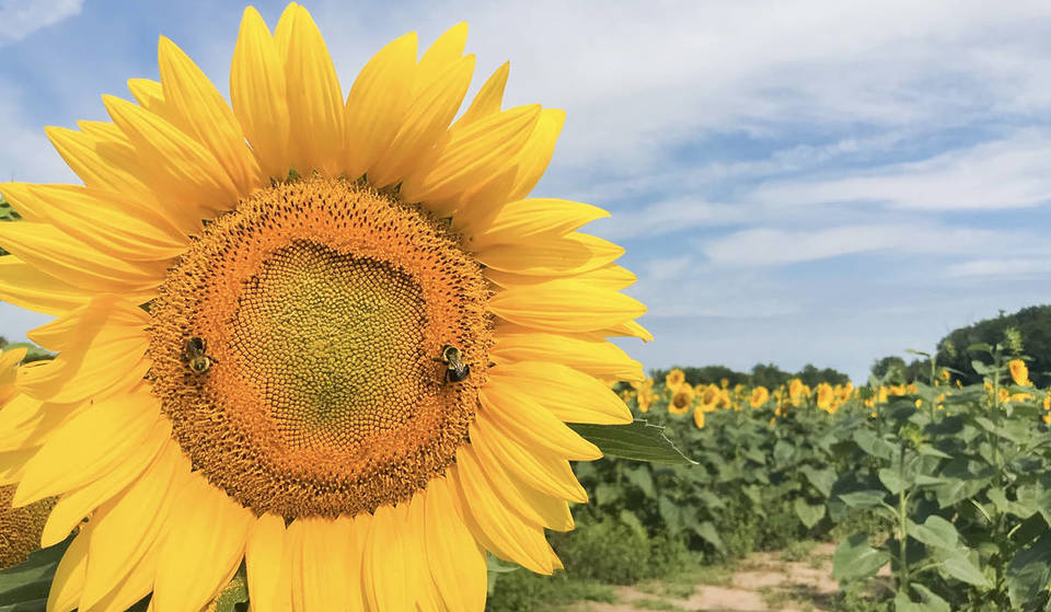 This Downstate Sunflower Maze is the Perfect Summer Day Trip from Chicago