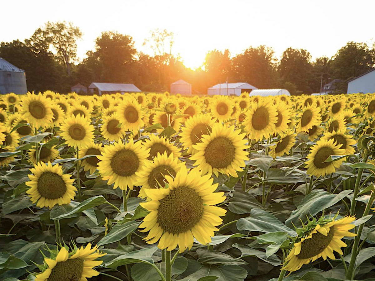 L&A Family Farms sunflower field