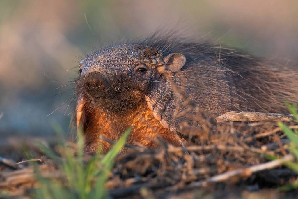 Armadillo